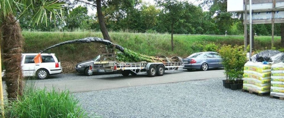 8m hohe Bambus gehen auf die Reise 8m hohe Bambus gehen auf die Reise. Bambus-Baumschule Darmstadt. Spezialgärtnerei Ulrich Willumeit. Baumschule Darmstadt Eberstadt