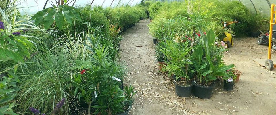 Einsicht in eines unserer Bambusbaum Gewächshäuser Einsicht in eines unserer Bambusbaum Gewächshäuser. Bambus-Baumschule Darmstadt. Spezialgärtnerei Ulrich Willumeit. Baumschule Darmstadt Eberstadt