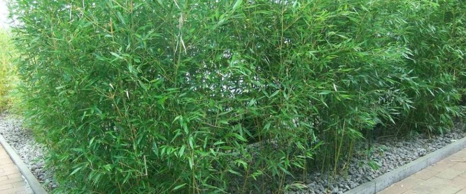 Bambus Phyllostacys als Hecke gepflanzt Bambus Phyllostacys als Hecke gepflanzt. Bambus-Baumschule Darmstadt. Spezialgärtnerei Ulrich Willumeit. Baumschule Darmstadt Eberstadt