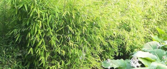 Fargesia Nitida mit Hosta Hypoloica Hybrid Bambus Baumschule Ulrich Willumeit. Fargesia Nitida mit Hosta Hypoloica Hybrid Bambus Baumschule Willumeit. Bambus-Baumschule Darmstadt. Spezialgärtnerei Ulrich Willumeit. Baumschule Darmstadt Eberstadt